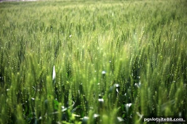 pg电子平台存款福利全解析：怎样识别真实惠与潜在风险？